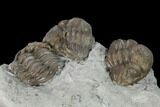 Three Enrolled Eldredgeops Trilobite Fossils - Iowa #148662-2